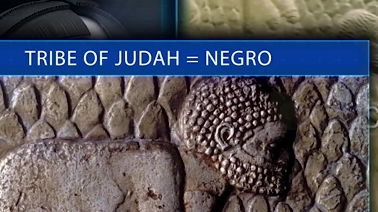 Tribe of Judah's DNA