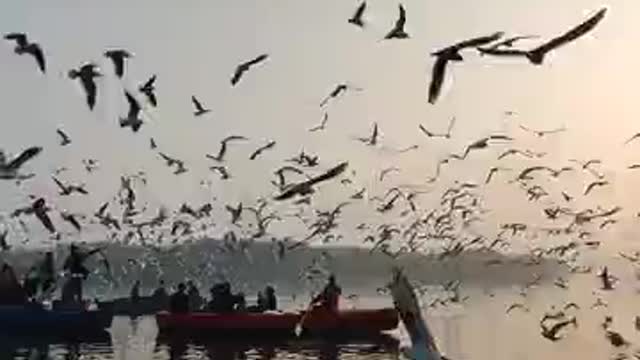 A group of birds migrate for pain