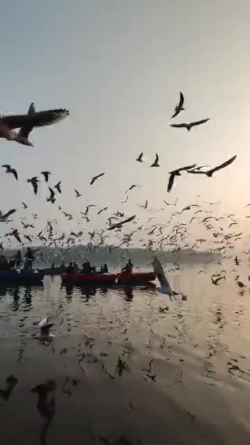A group of birds migrate for pain