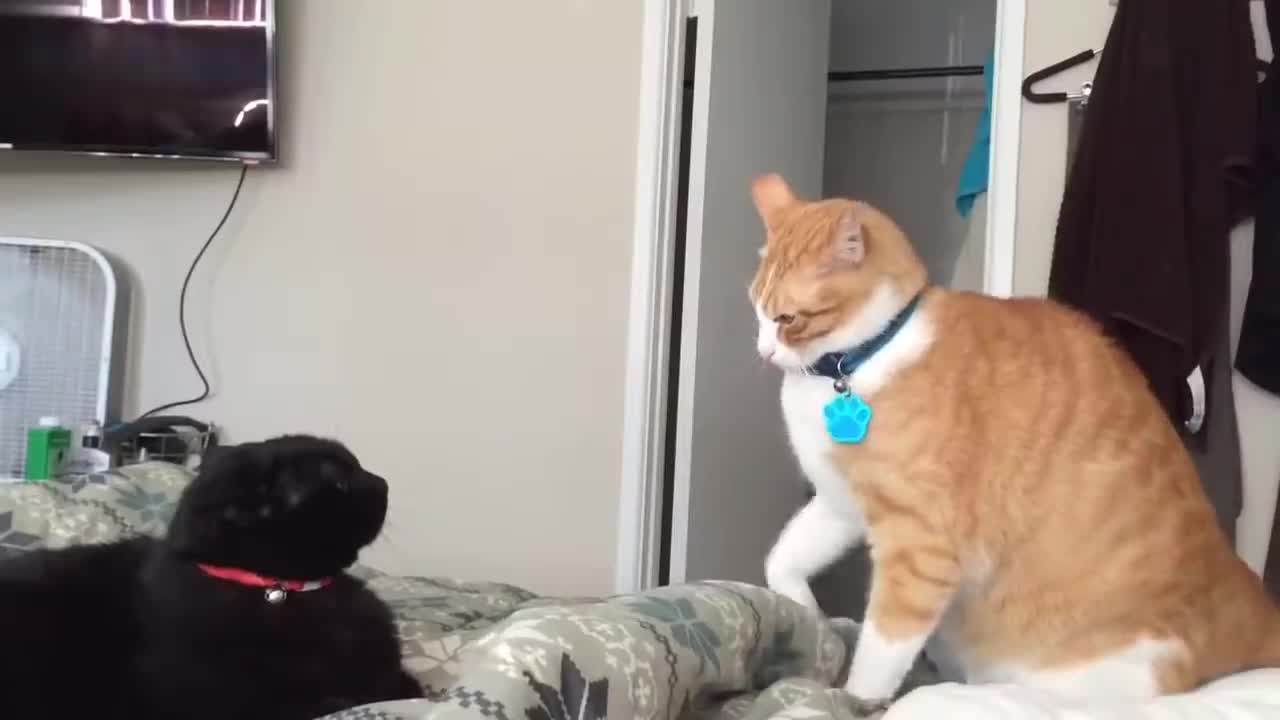 Fastest cat slaps...Be the first