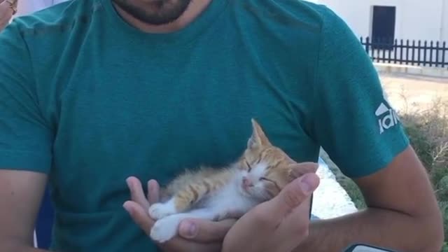 The cat wakes up