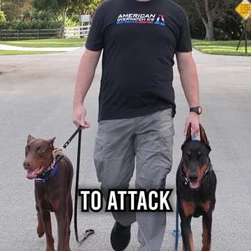 Should You Get Dobermann as a Protection Dog?