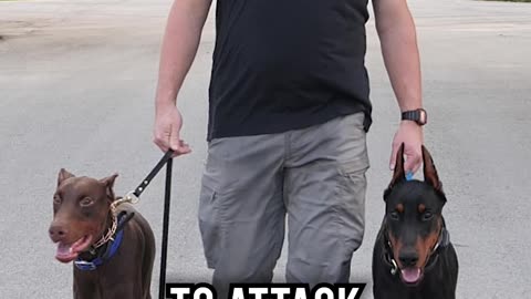 Should You Get Dobermann as a Protection Dog?