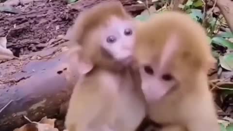 Cute baby of monkey