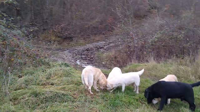 Allevamento labrador liberi nel bosco