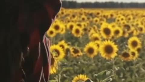 In a sea of sunflowers