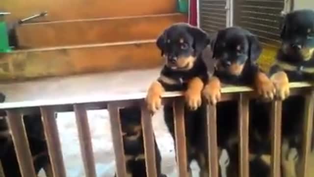 Puppies Rottweiler