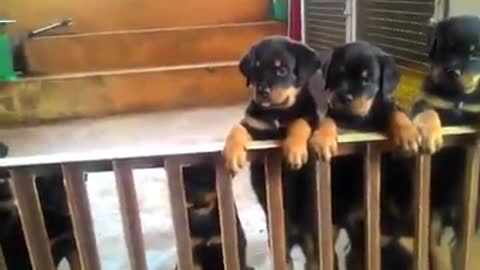 Puppies Rottweiler