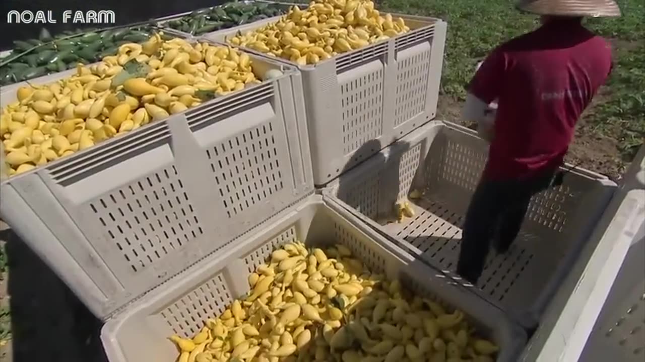 Beautiful Vegetable Harvesting - Yellow squash Harvest - Amazing Modern Agriculture Technology