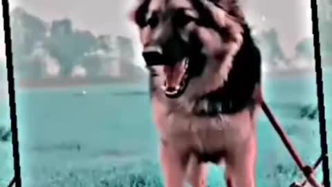 dog The call of the video wild new