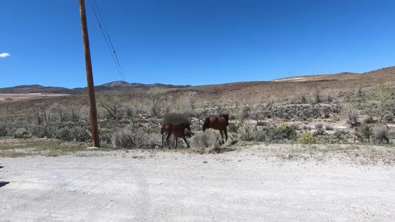 Animals Being FREED For The First Time