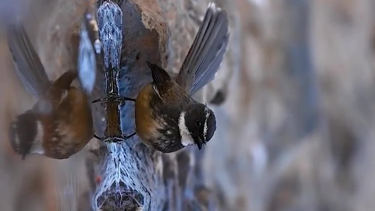 Wildlife and Funs