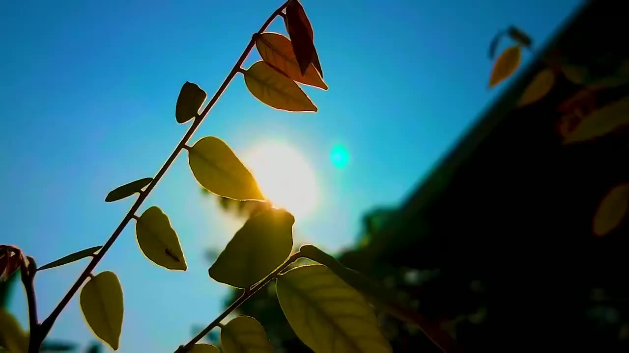 Cinematic Video of a beautiful sunny morning __ Free Download video trailer