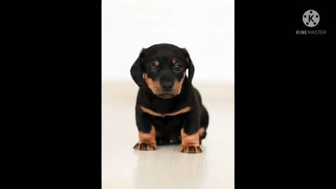 DOG AND CAT TRAINING THE BEST TRAINING AT AN AFFORuDABLE PRICE.