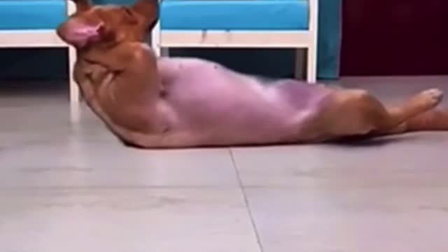 doggo work out🔥