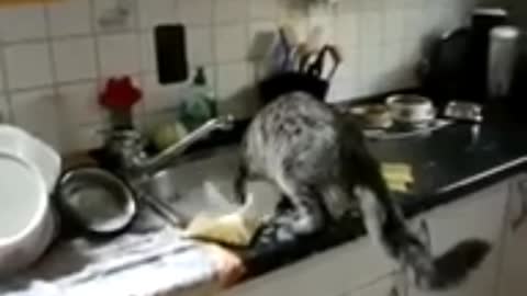 Cat helps clean the dishes