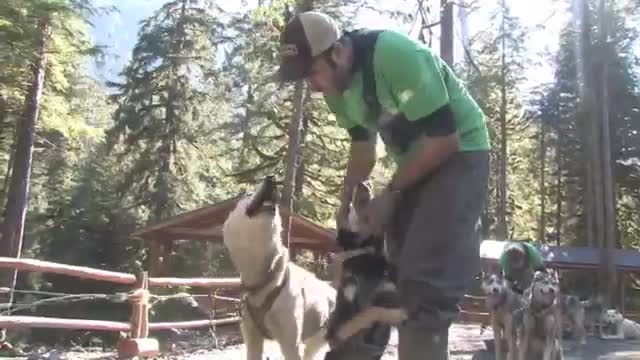 Alaska Sled Dog Discovery & Musher's Camp