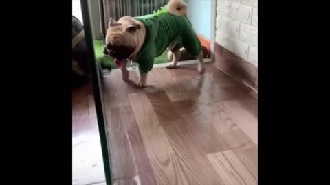 Cute and Funny Animals - Video Compilation