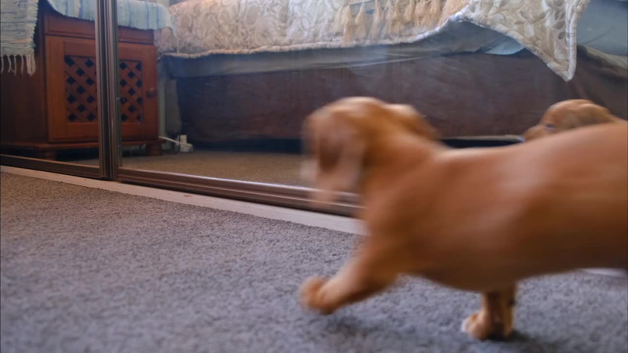 A dog plays with himself in front of a mirror