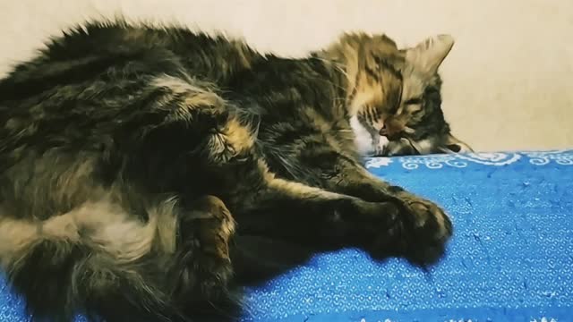 Cat king
