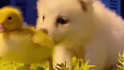 cute puppy