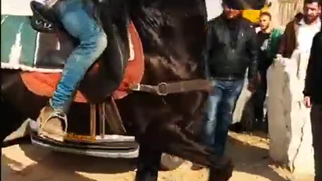 Un très gros cheval noir