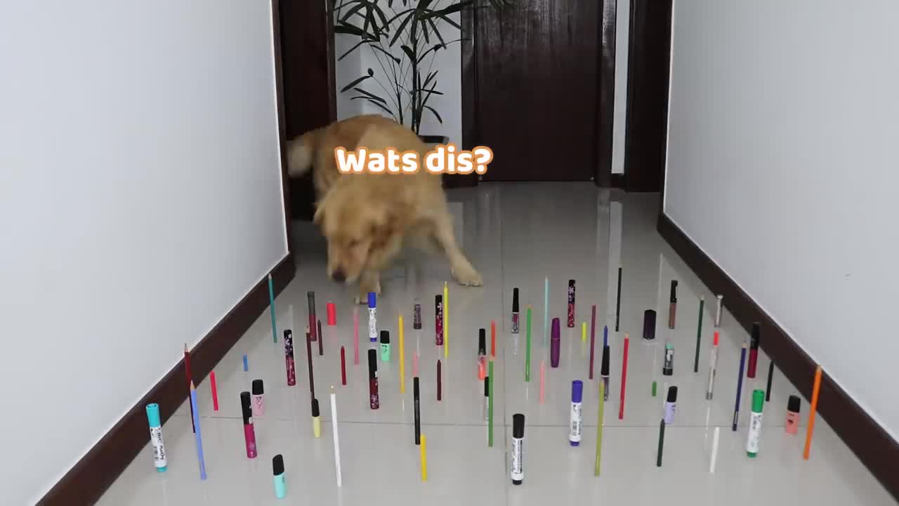 challenge between cat and dog