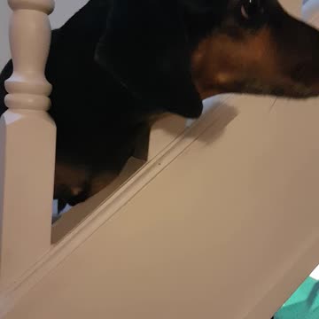 Adorable Sausage Dog Demands All The Attention