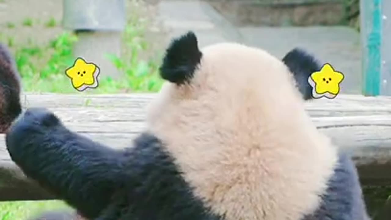 Super funny panda dancing