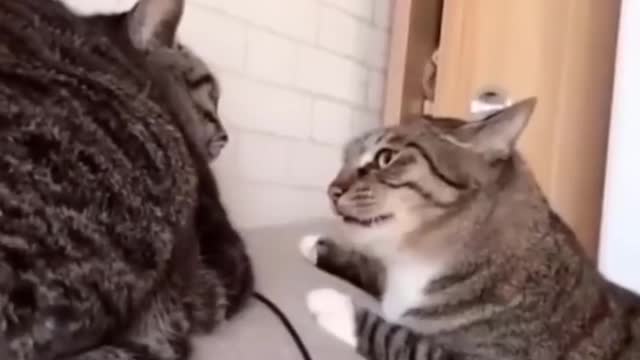 Funny cat