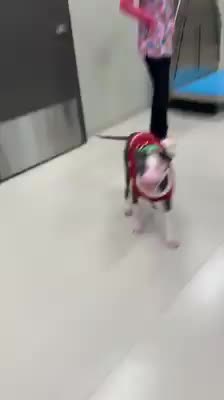 Un perrito con la carita desfigurada conmueve por su recuperación y no para de dar las gracias (2)