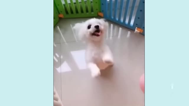 Cute dogs acting like little humans