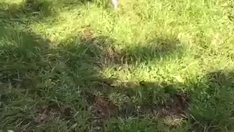 Brown white dog plays and runs in the grass