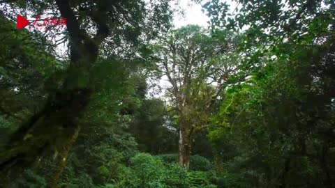 WATCH: A journey to an ancient tea forest in China