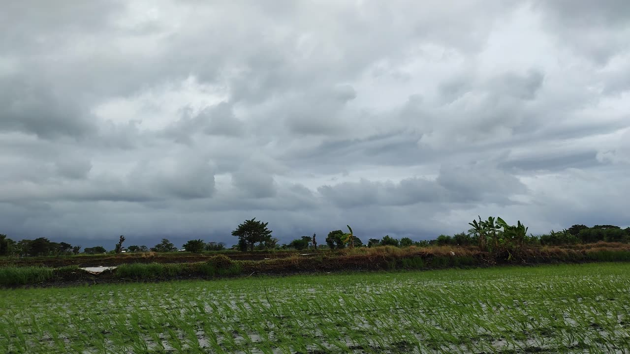 Suasana Sore hari di sawah melihat lihat tanaman padi