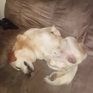 This adorable dog sleeps in unusual ways