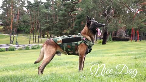 Nice Dog