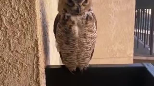 Owl