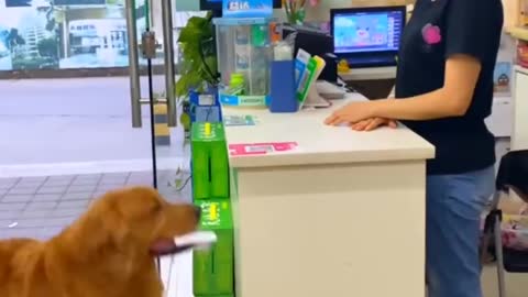 Smart Dogs and Good deeds👀😍