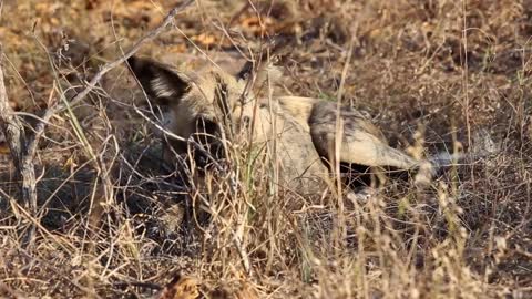 Closeup of African wild dog pup lying in thicket