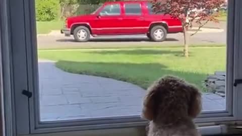 Gigantic Fluffy Poodle Dogs Lovee