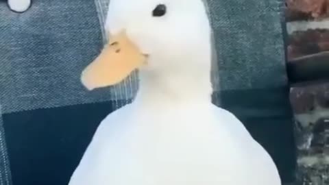 Funny duck videos