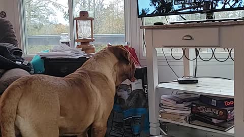 Mack Daddy watches nature how