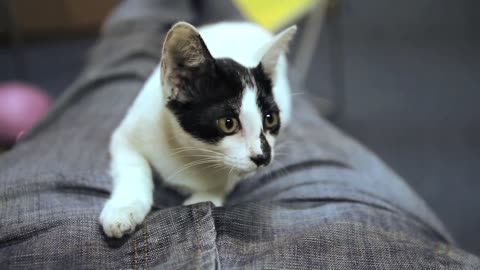 cute cats 2021