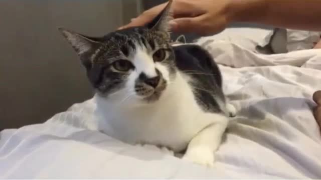 Funny and Cute Cats Videos #188