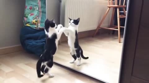 Funny Cat And mirror Video|Funny video | |