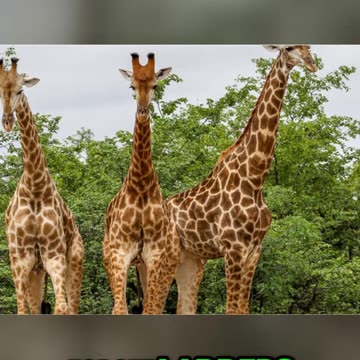 Nature's Coolest Secrets: Giraffes' Skyscraper Necks and Incredible Adaptations