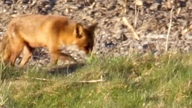 Fox