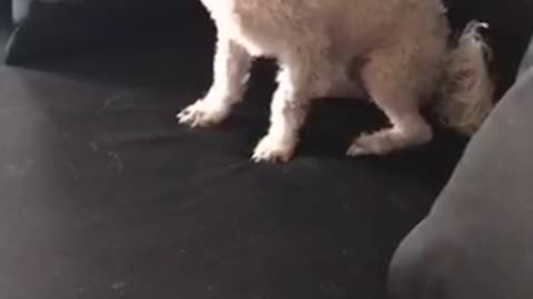 Puppy digging black couch