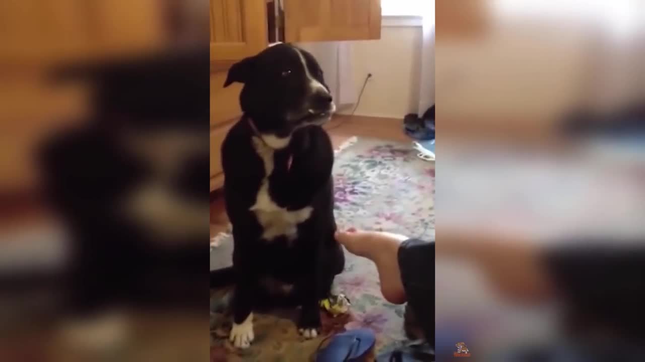 Dog Reaction to Smelling Feet - Funny Dog with Smell Feet